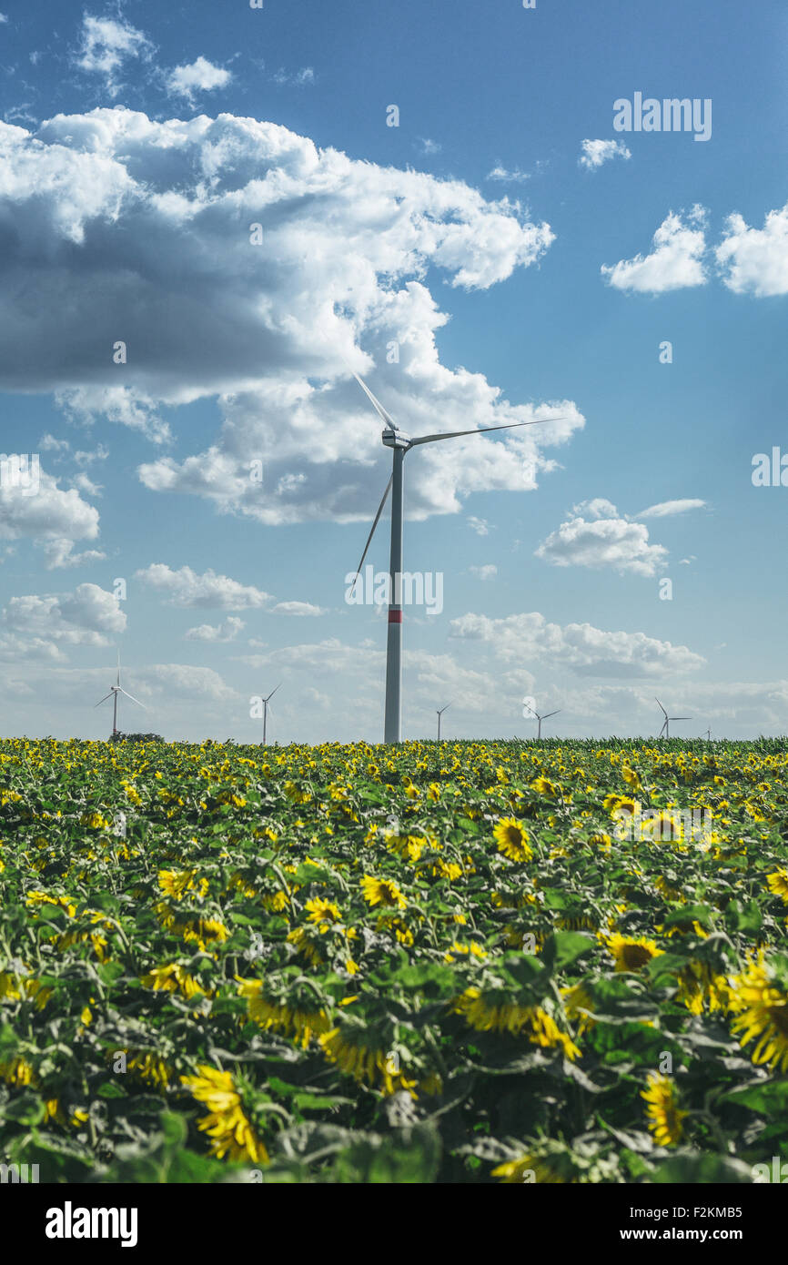 Champ de tournesol et wind farm Banque D'Images