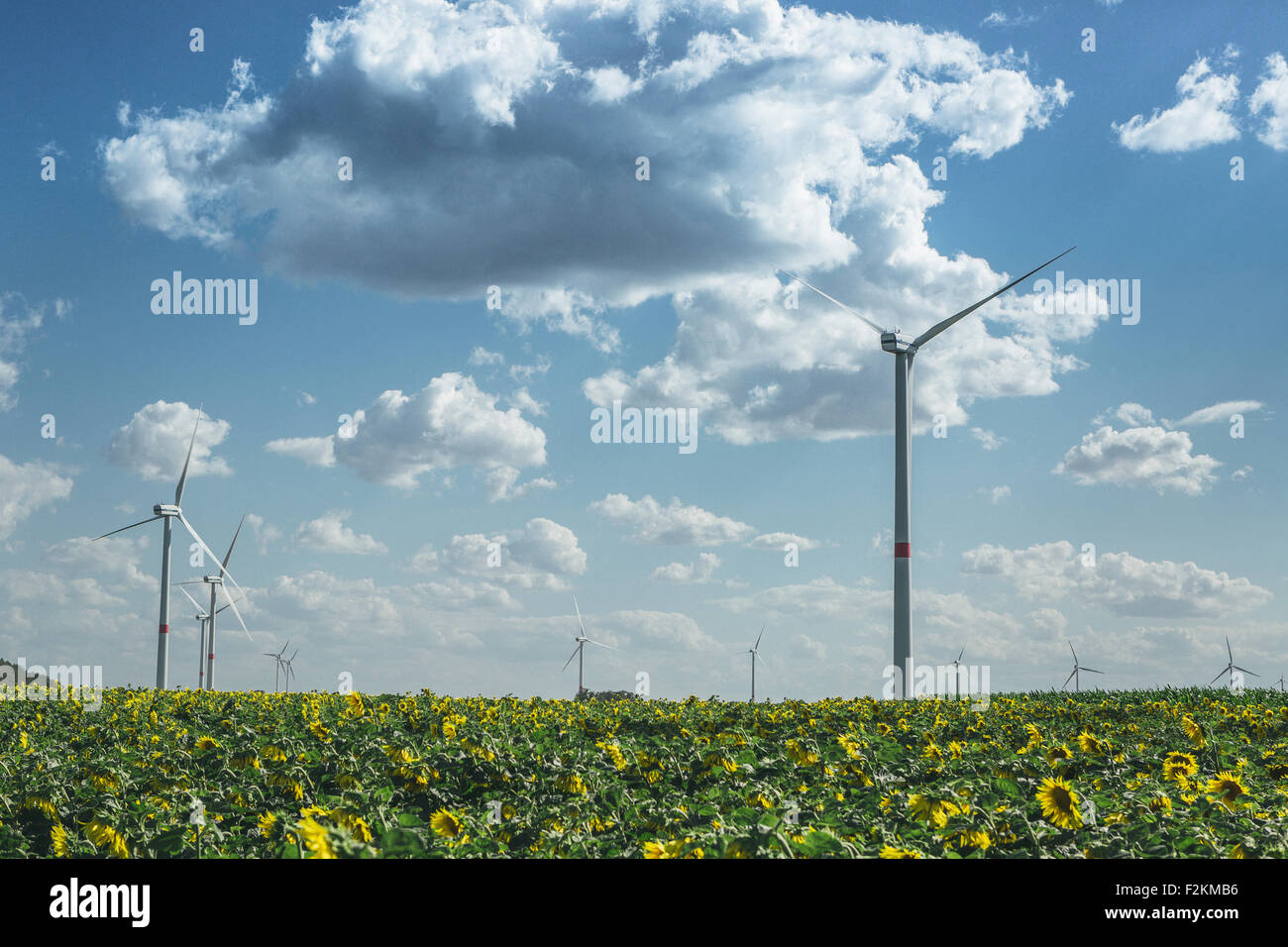 Champ de tournesol et wind farm Banque D'Images