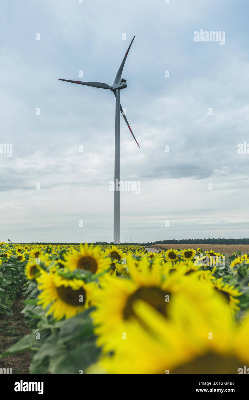 Champ de tournesol et wind farm Banque D'Images
