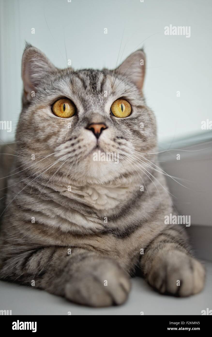 Cute cat looking up Banque D'Images