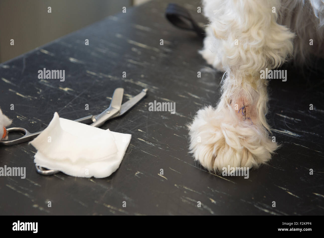 Pansement à donner vétérinaire avec chien patte blessé Banque D'Images