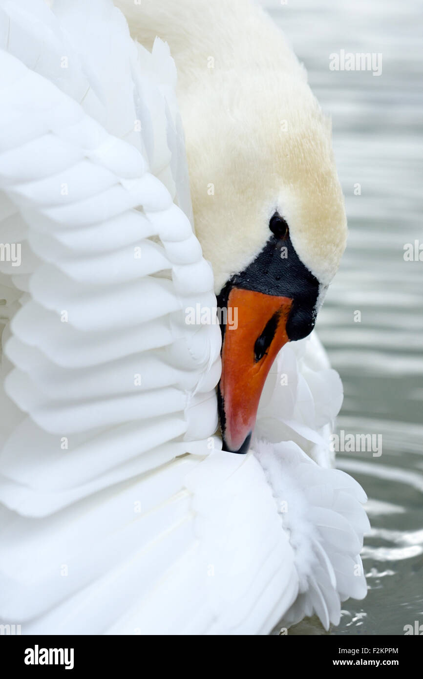 Mute swan (Cygnus olor), lissage, Zug, Suisse Banque D'Images