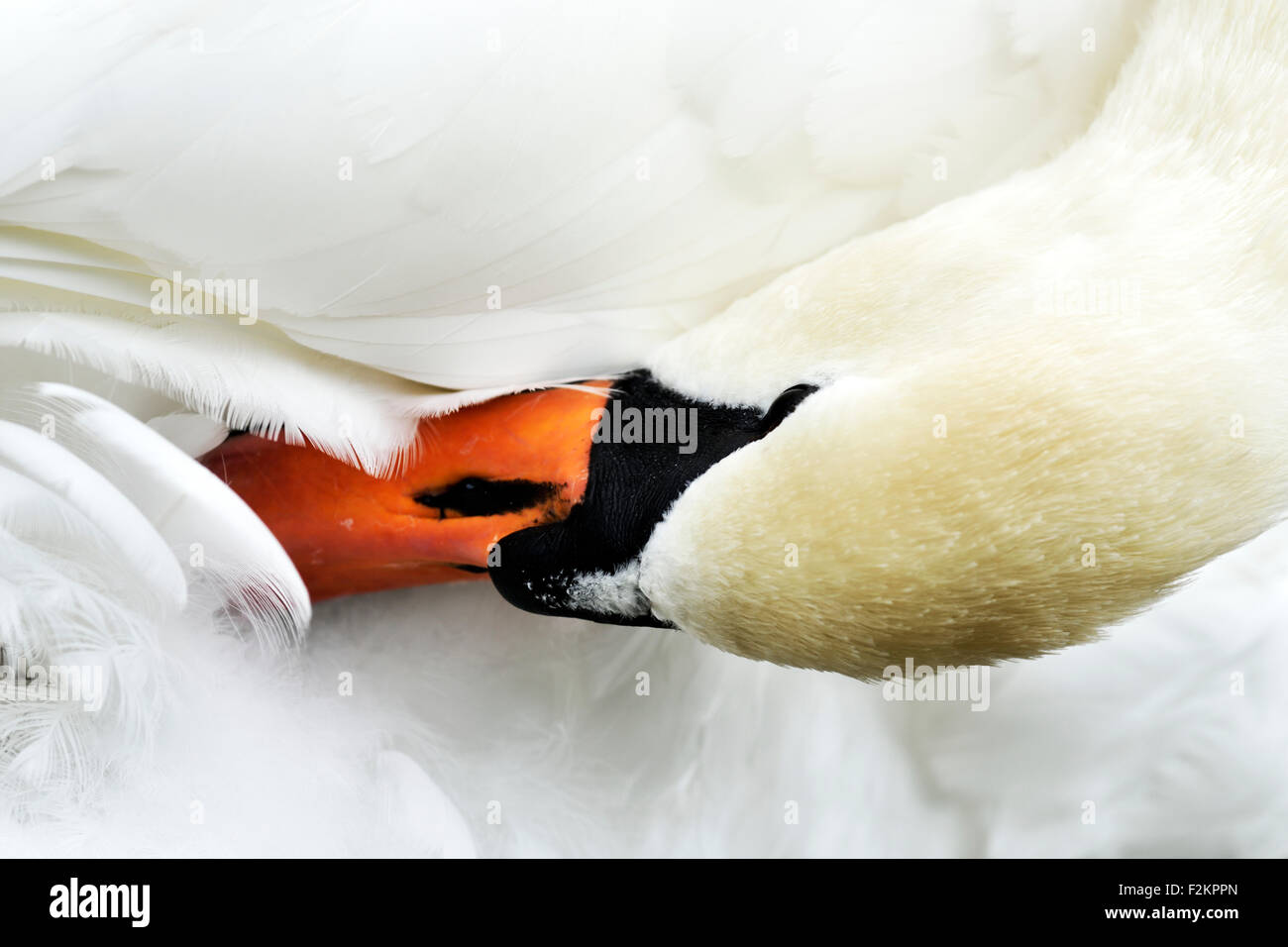 Mute swan (Cygnus olor), lissage, Zug, Suisse Banque D'Images