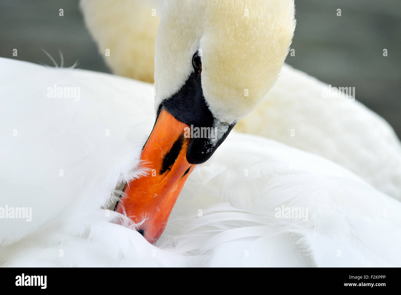 Mute swan (Cygnus olor), lissage, Zug, Suisse Banque D'Images