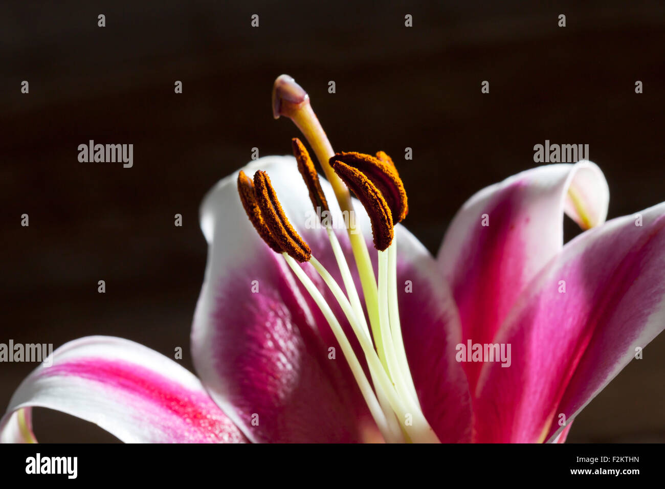Rose de fleur de lys blanc, Lilium, Close up Banque D'Images