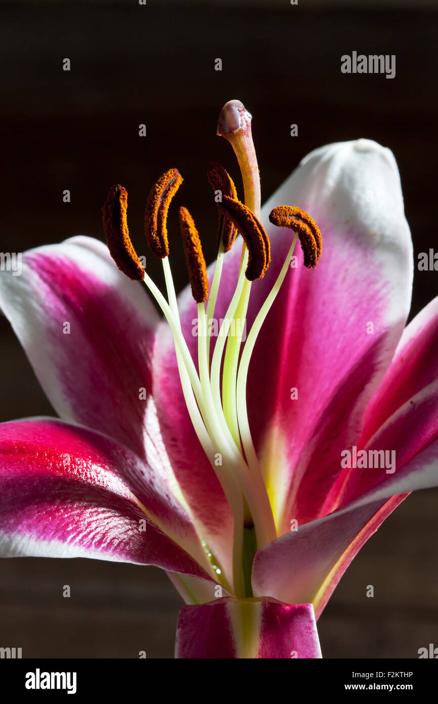 Rose de fleur de lys blanc, Lilium, Close up Banque D'Images