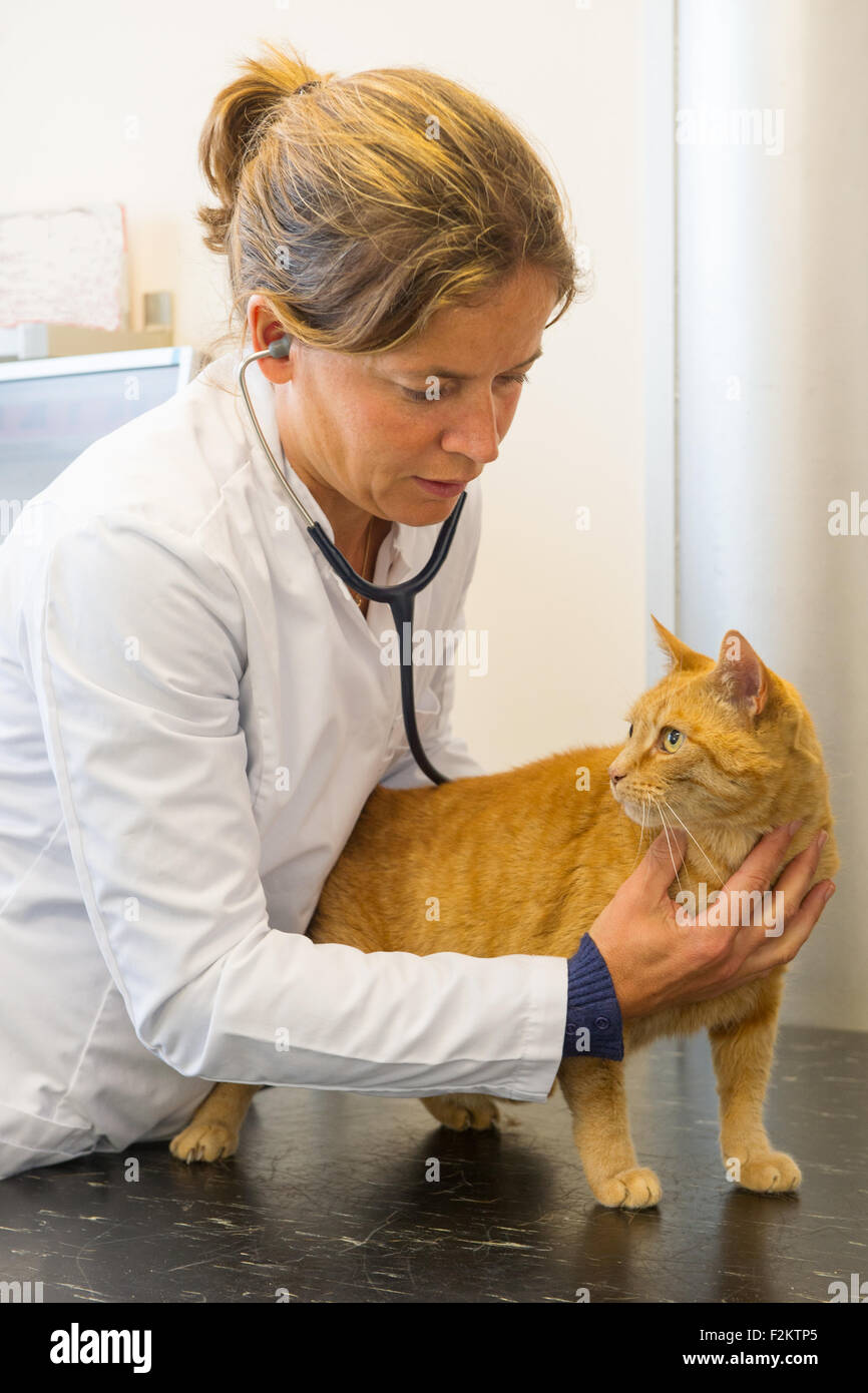 L'examen vétérinaire est un chat roux et à l'écoute du battement de coeur Banque D'Images