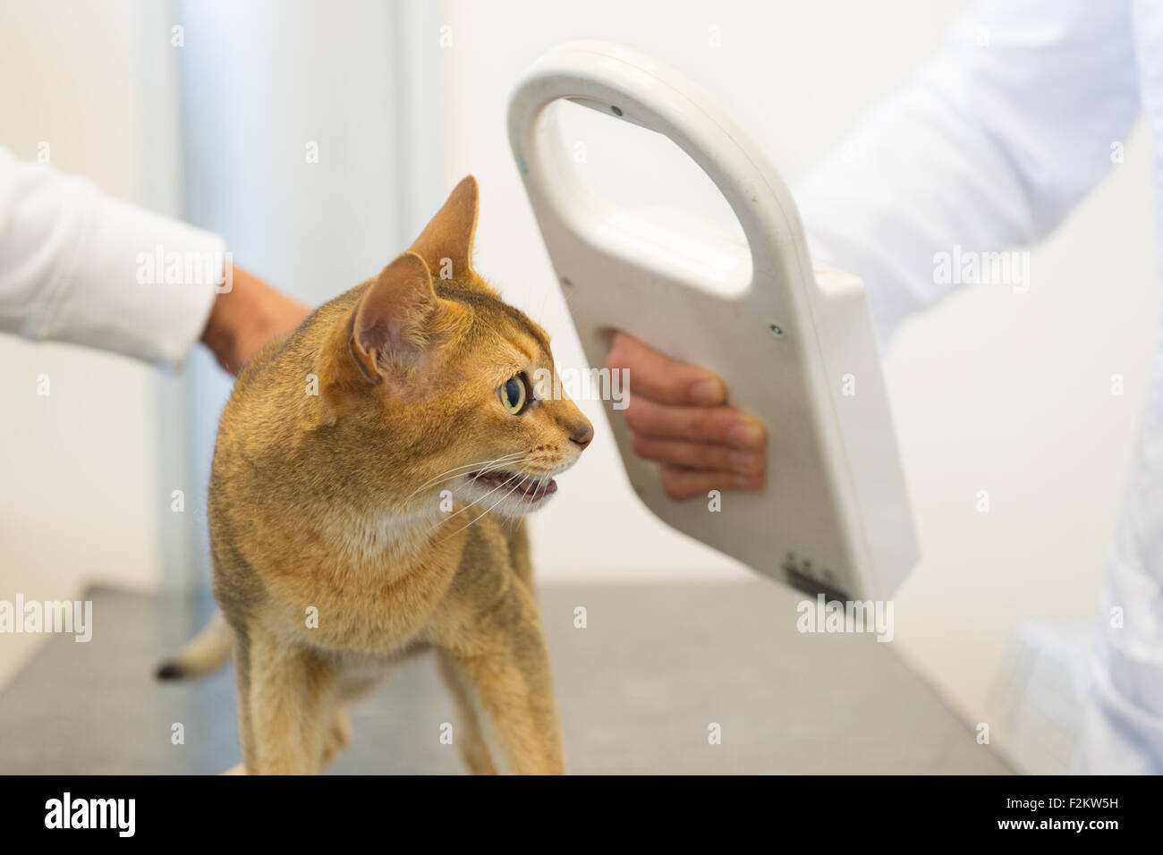 Chat Puce Banque De Photographies Et D Images A Haute Resolution Alamy