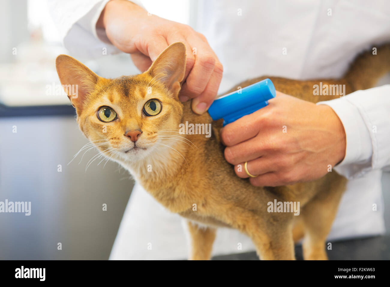 Chat Puce Banque De Photographies Et D Images A Haute Resolution Alamy