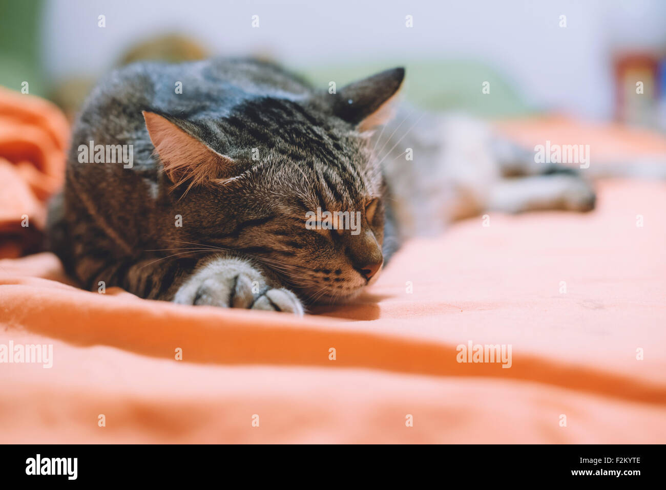 Tabby cat sleeping on bed Banque D'Images