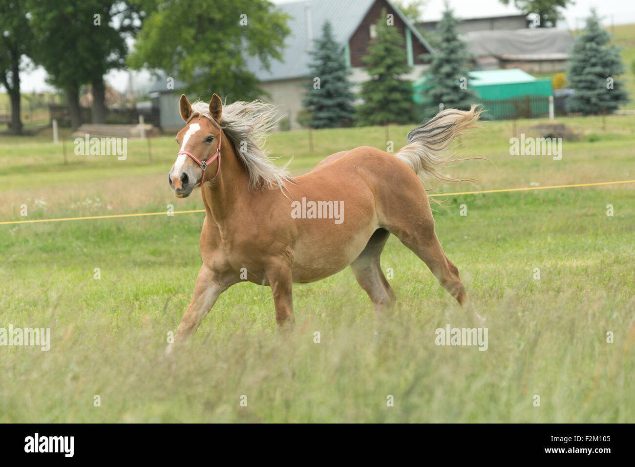 De rares heavy horse race en voie de disparition Europe Lituanie Banque D'Images