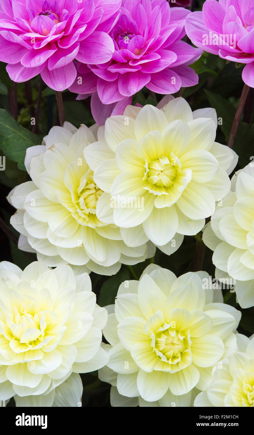 Dahlia 'Ice Cream beauty' fleurs à un flower show. Dahlia nénuphar Banque D'Images