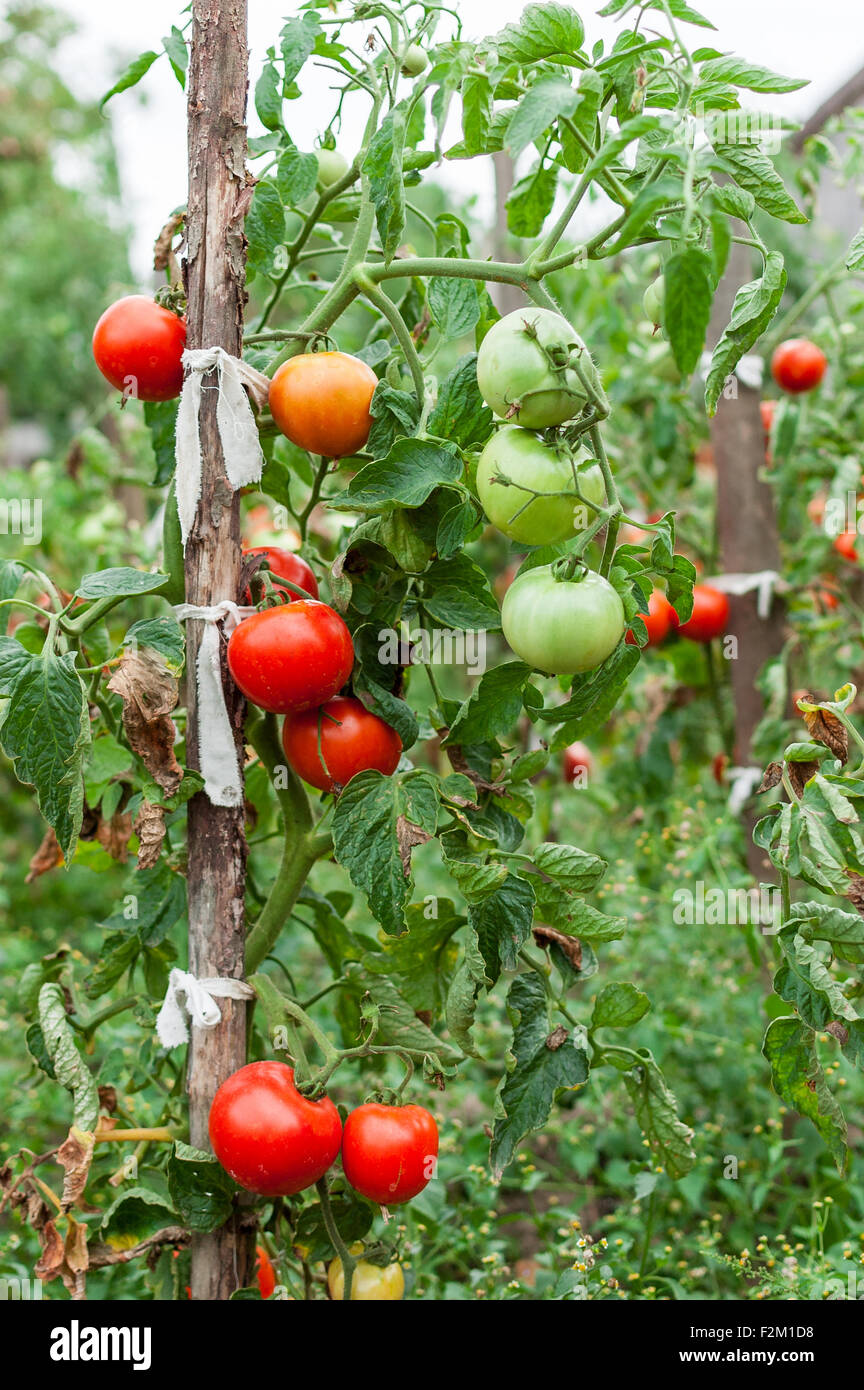 De plus en plus les tomates dans le jardin. Plante. Banque D'Images