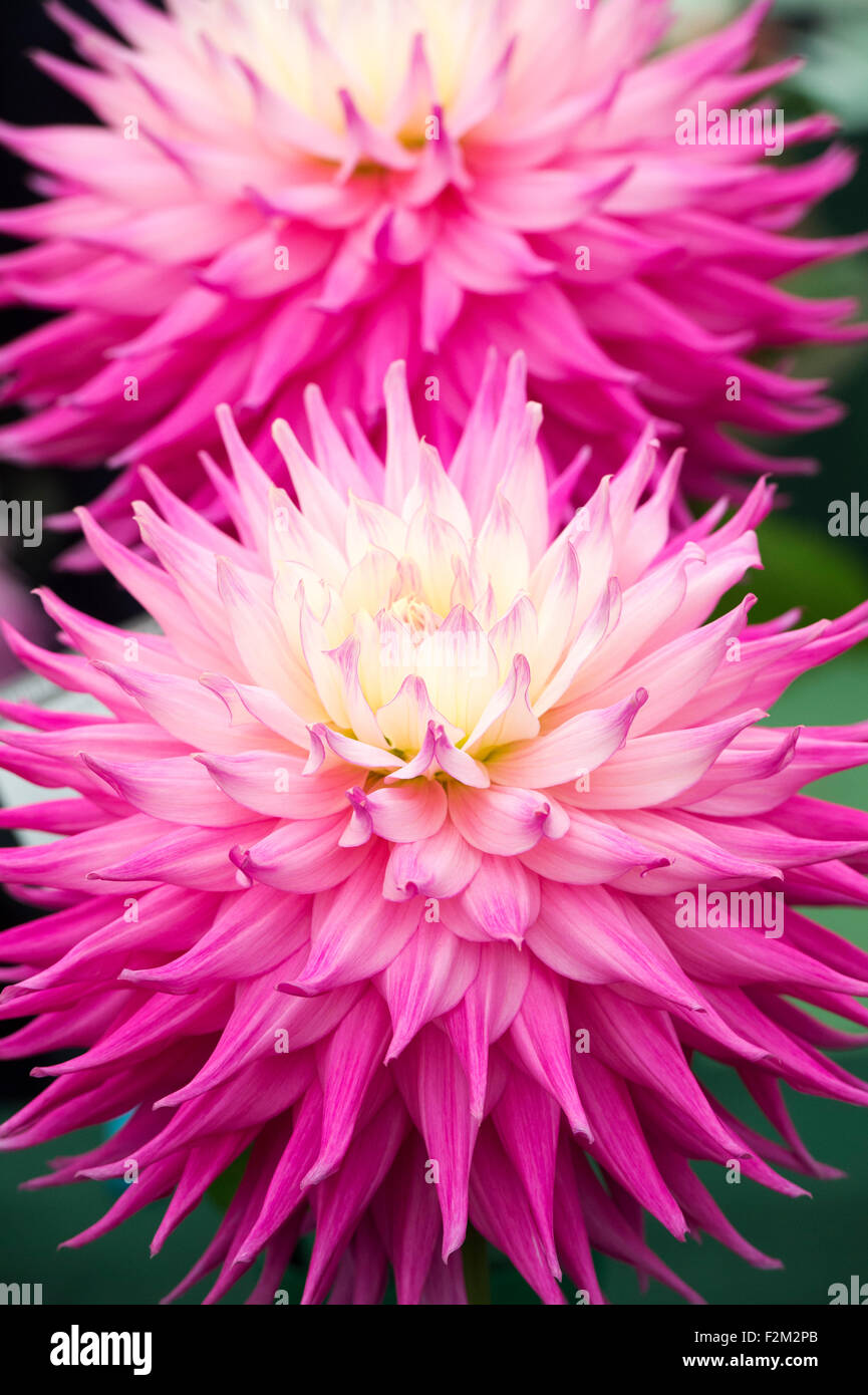 Dahlia 'jupiter' fleurs à un flower show. Cactus Dahlia Semi géant Banque D'Images