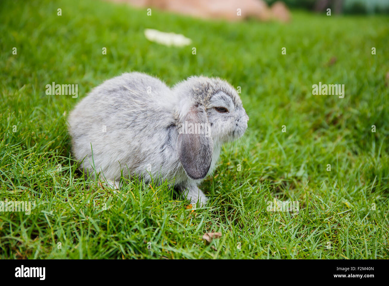 Les lapins dans l'herbe au jardin Banque D'Images