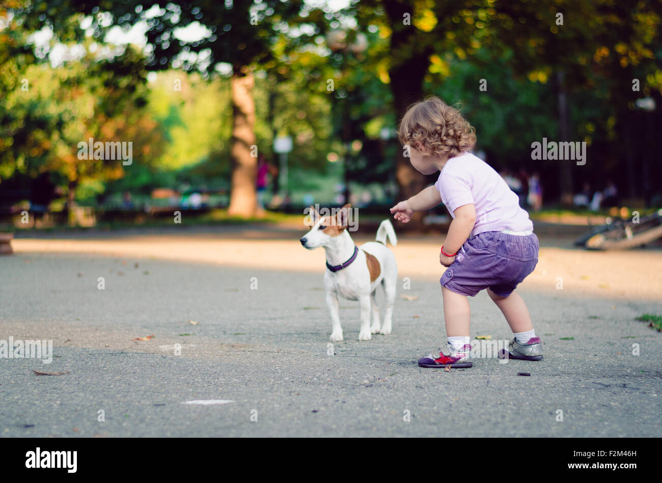 Black And White Jack Russel Banque D Image Et Photos Alamy