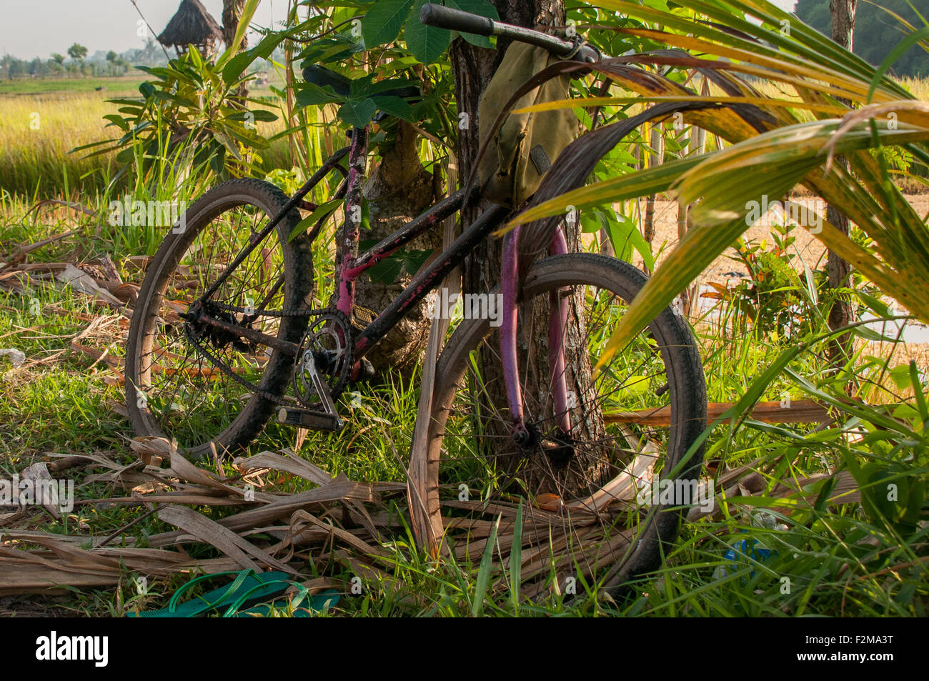 Vieux vélo leaning against tree Banque D'Images
