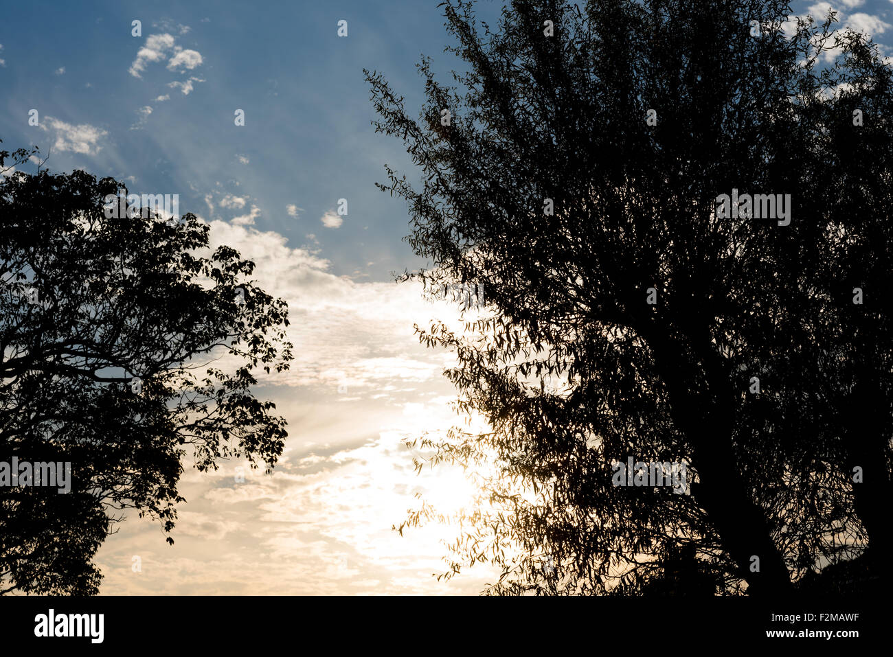 La silhouette de quelques arbres avec le coucher du soleil dans un ciel bleu et jaune avec des nuages gris à l'arrière-plan. Banque D'Images