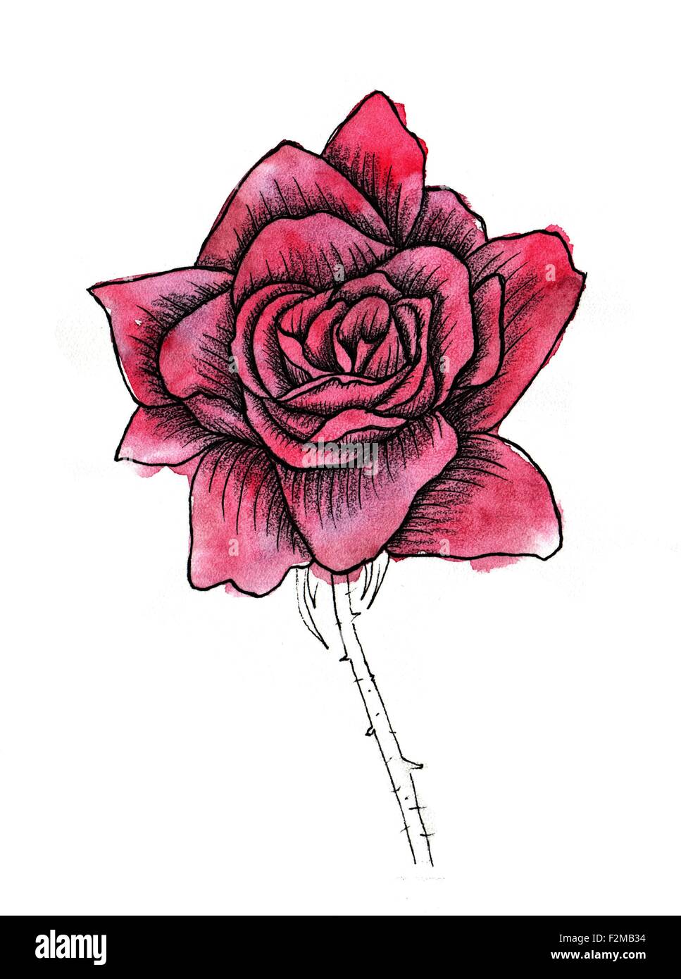 Fleur Rose aquarelle fait main, isolated on white Banque D'Images