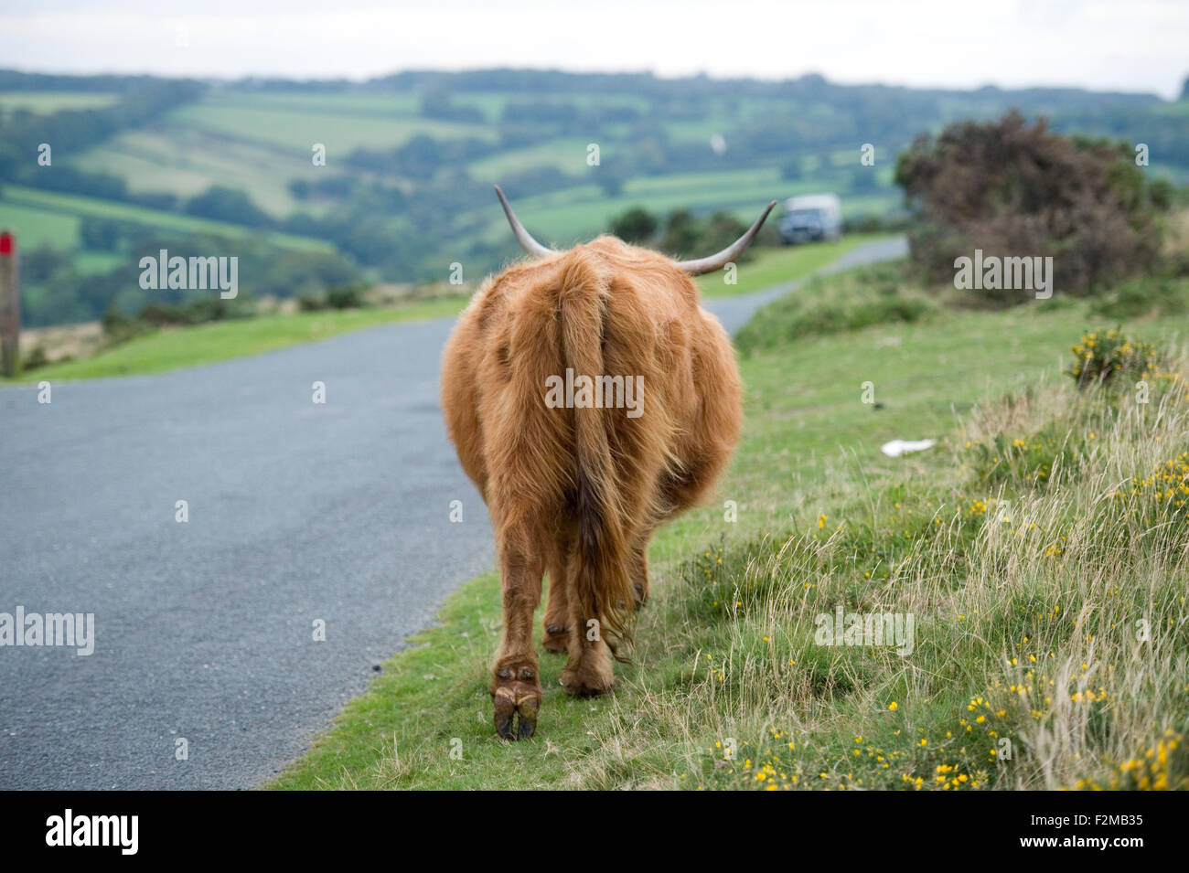 Highland cattle marche loin Banque D'Images
