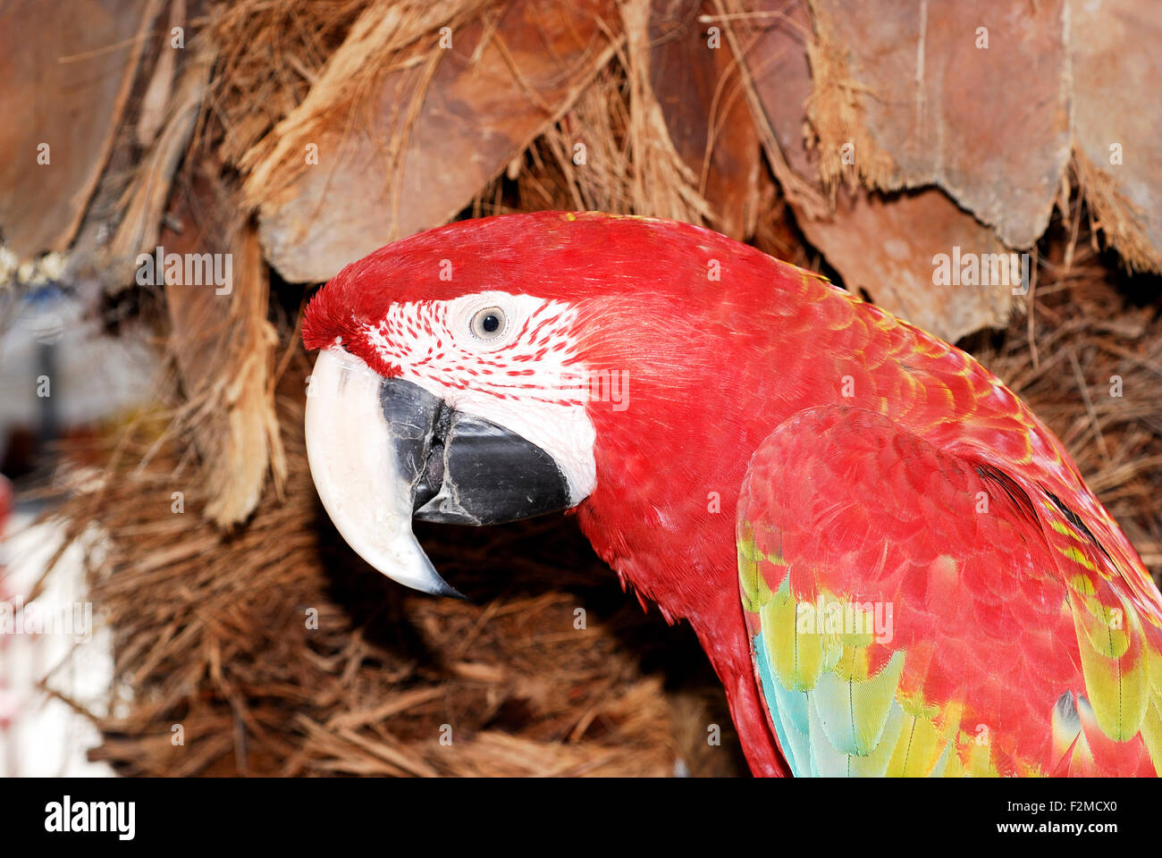 Portrait d'un ara (Ara sp.) en captivité à Marsaxlokk, Malte Banque D'Images