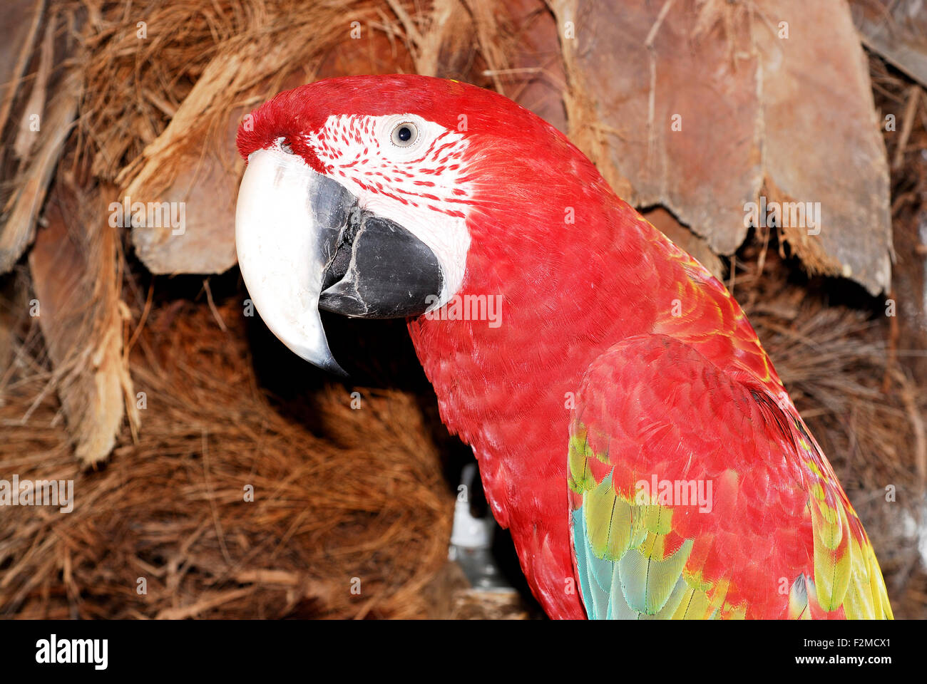 Portrait d'un ara (Ara sp.) en captivité à Marsaxlokk, Malte Banque D'Images