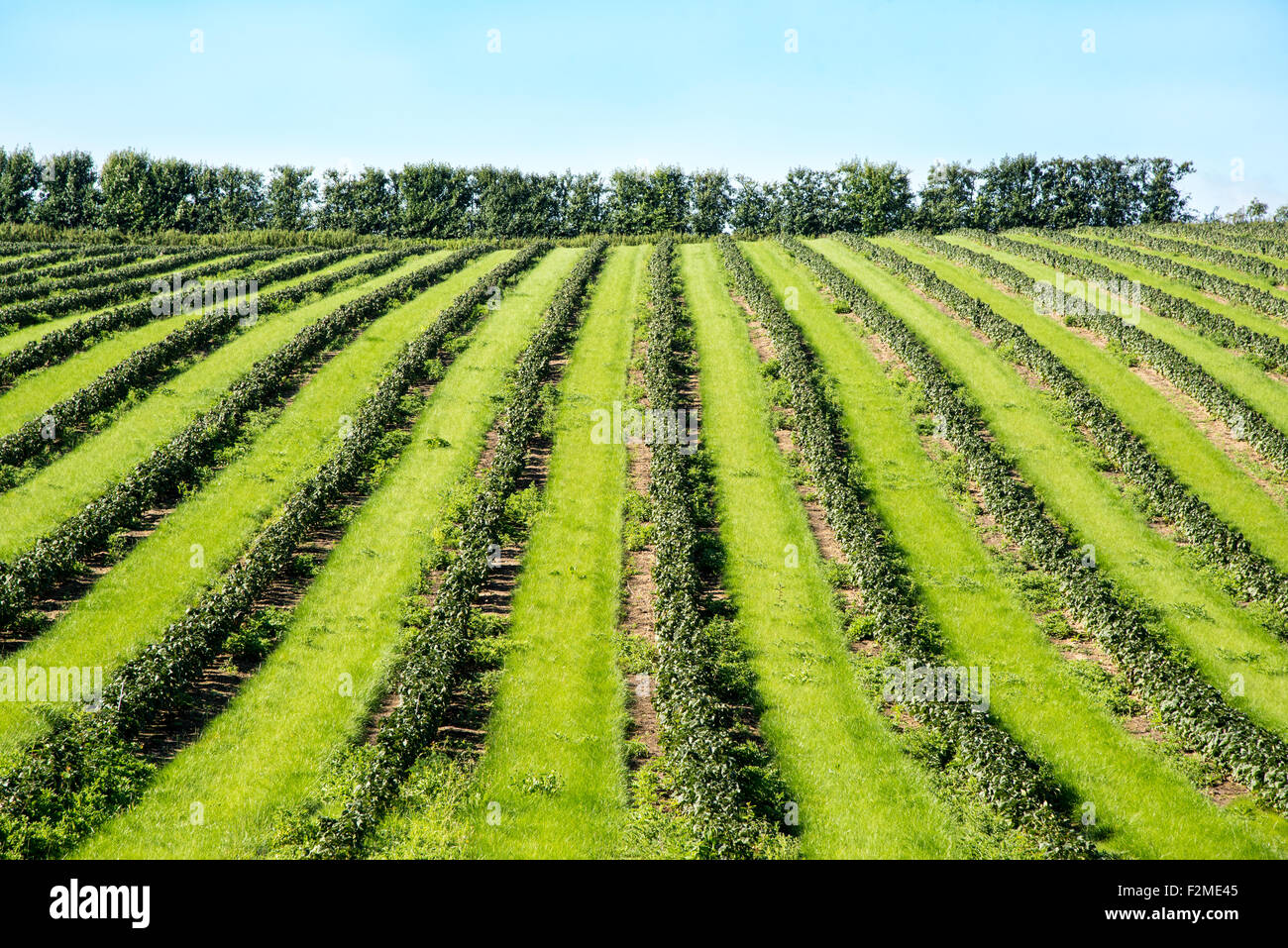 Des rangées de plantes à fruits doux créer un modèle audacieux dans un champ près de Faversham, Kent. Banque D'Images