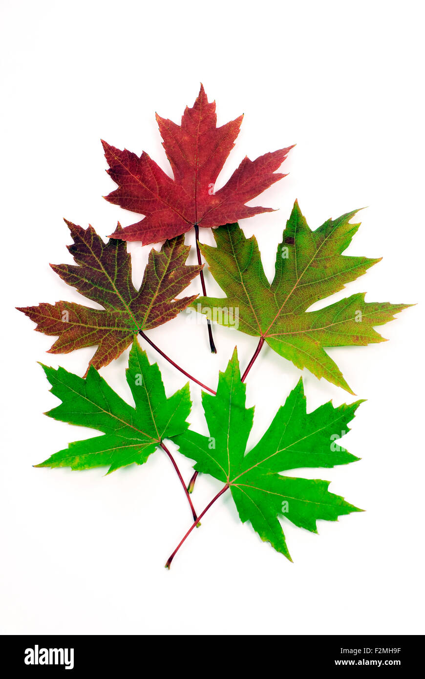 Belles feuilles d'automne Changement de couleur sur fond blanc Banque D'Images