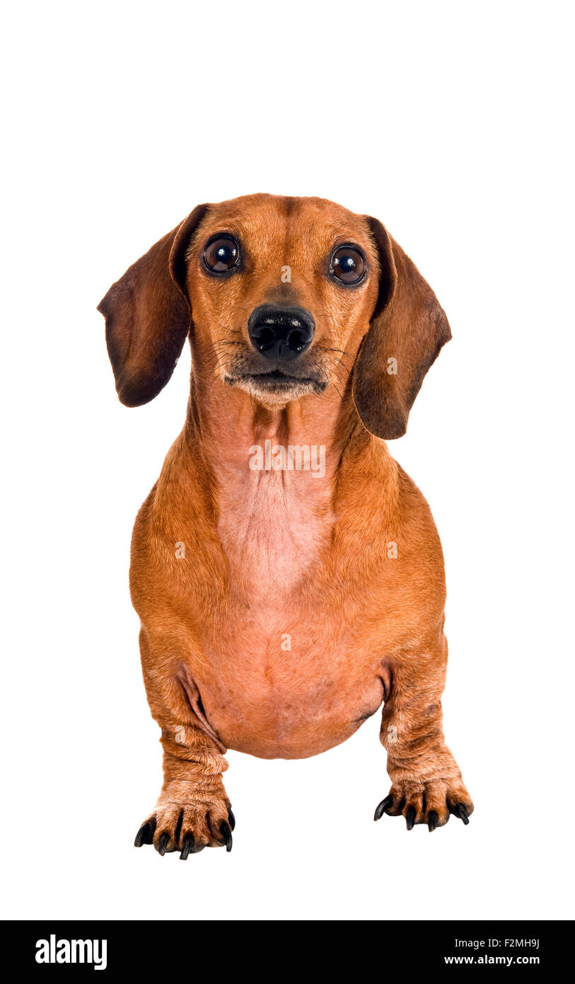 Petit chien teckel looking at camera comme il se déplace vers l'avant sur fond blanc Banque D'Images
