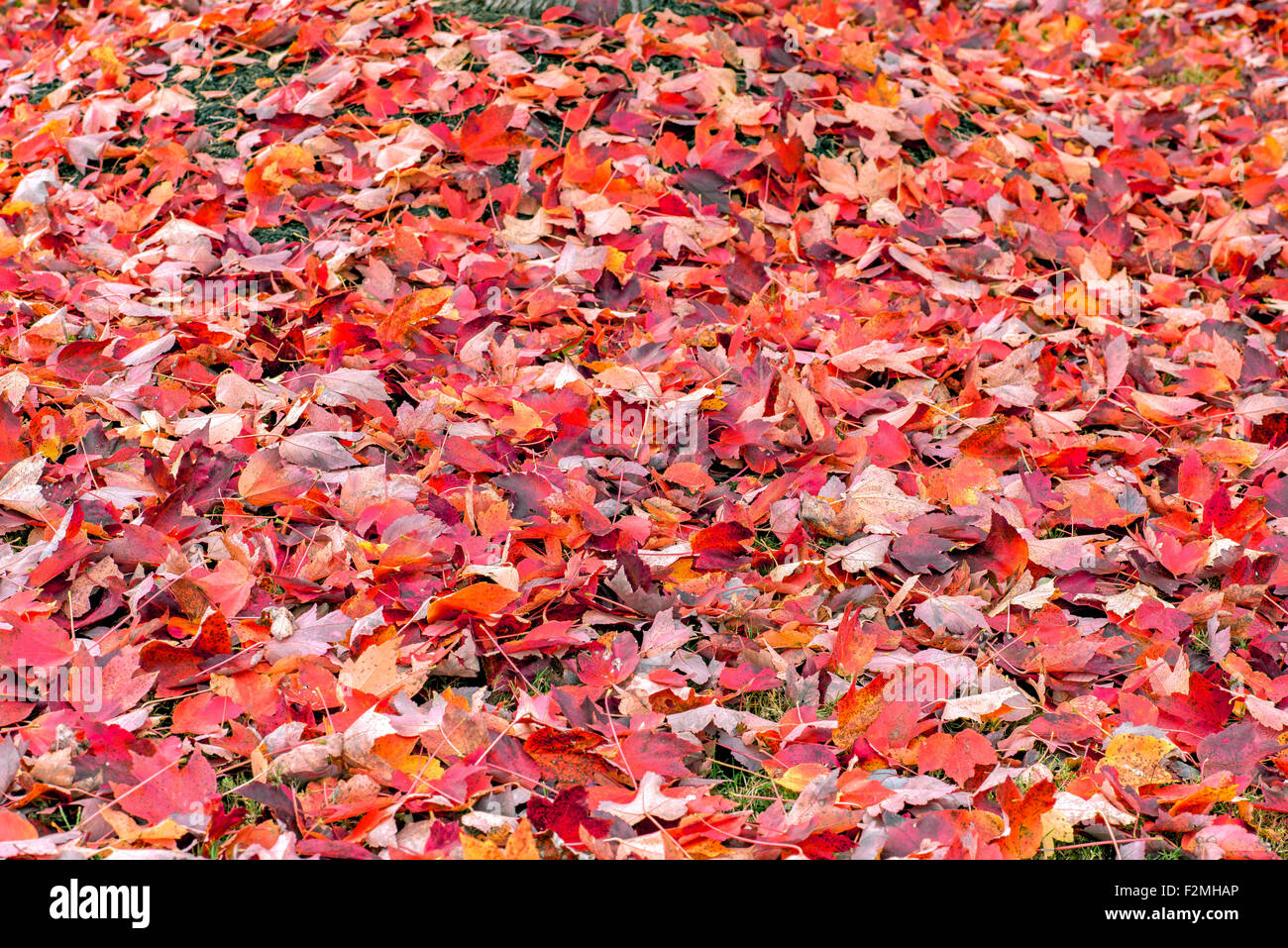 Arrière-plan de feuilles d'automne Banque D'Images