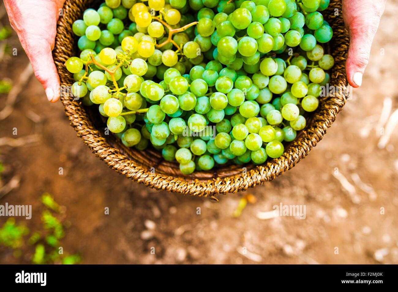 Portrait of a senior woman holding un panier de raisins Banque D'Images