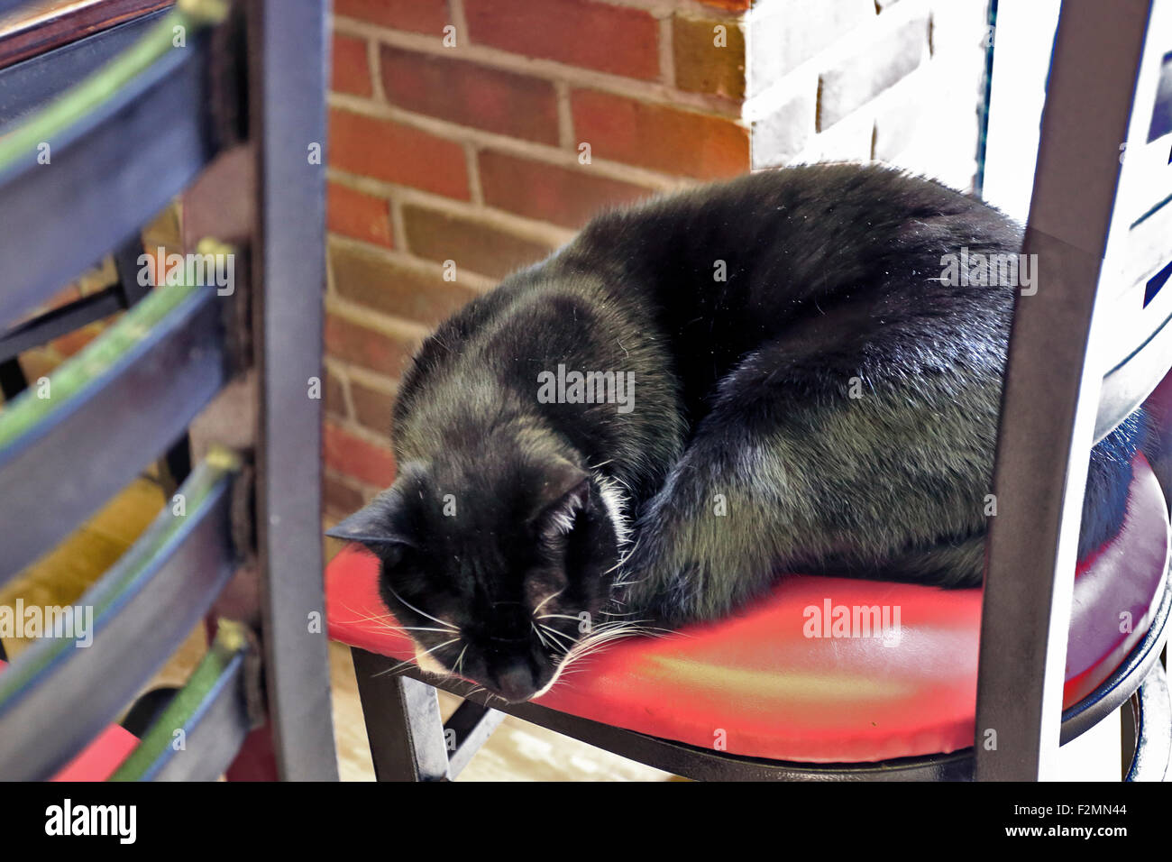 Couchage chat sur chaise Brooklyn New York Banque D'Images