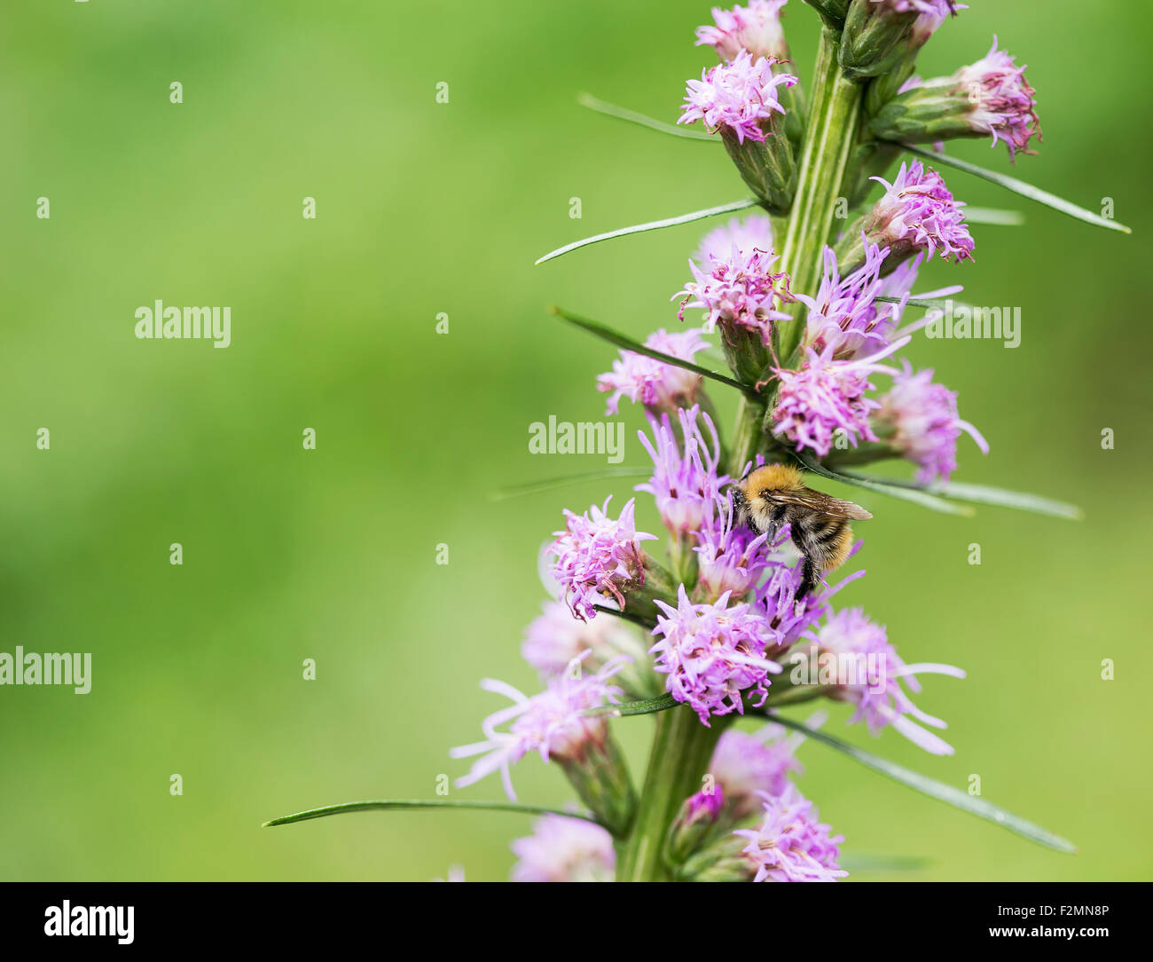 Abeille de travail est à la recherche d'une poussière de fleurs. Banque D'Images