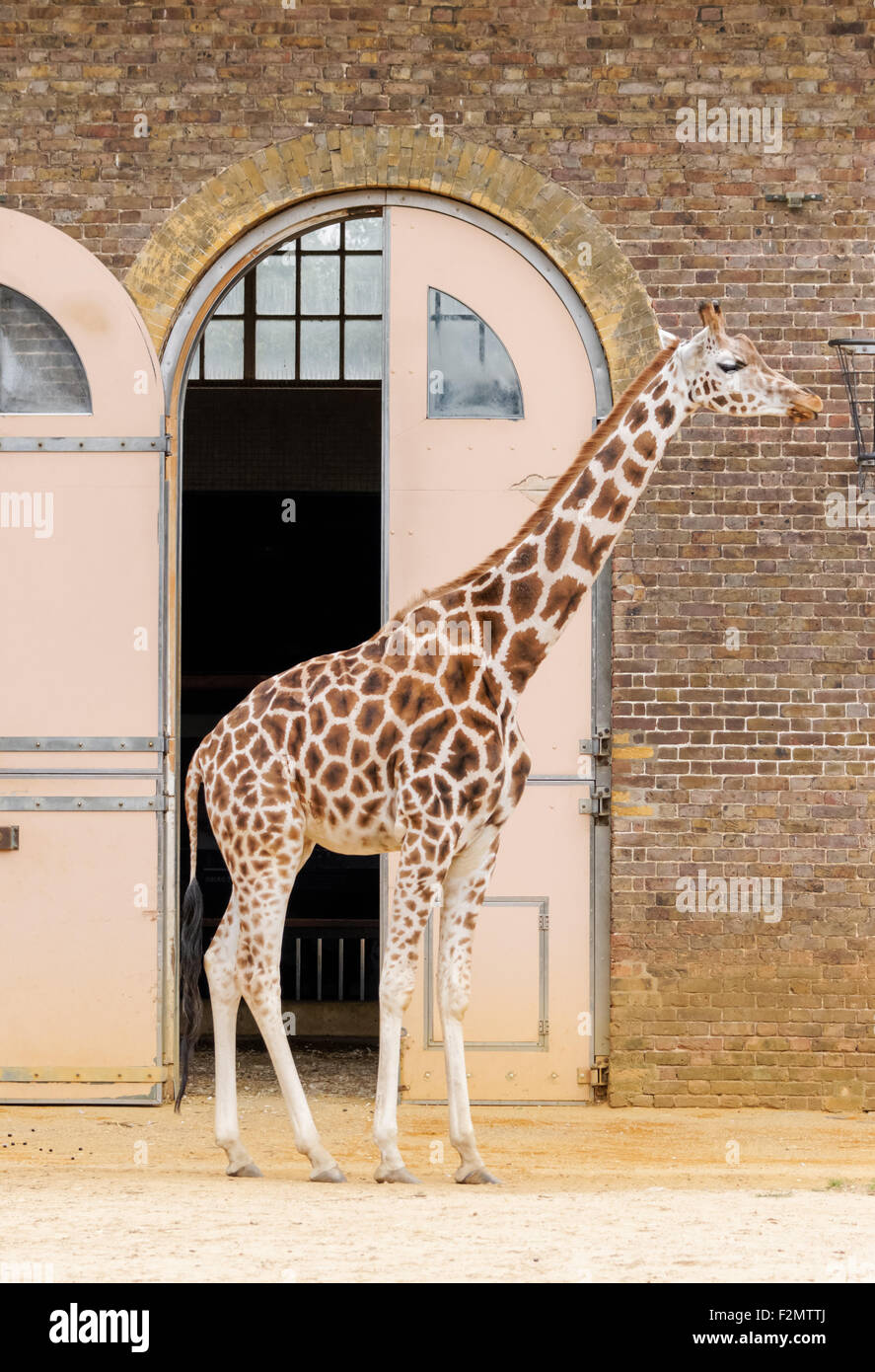 Girafe au ZSL Zoo de Londres, Londres Angleterre Royaume-Uni UK Banque D'Images
