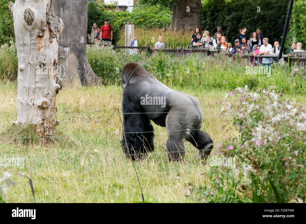 Le gorille de plaine de l'ouest (Gorilla gorilla gorilla) au ZSL Zoo de Londres, Londres Angleterre Royaume-Uni UK Banque D'Images
