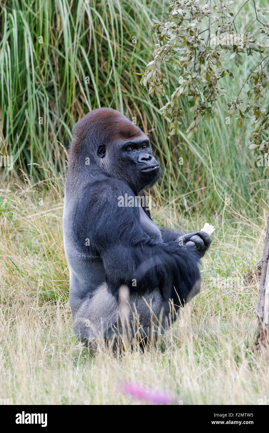 Le gorille de plaine de l'ouest (Gorilla gorilla gorilla) au ZSL Zoo de Londres, Londres Angleterre Royaume-Uni UK Banque D'Images