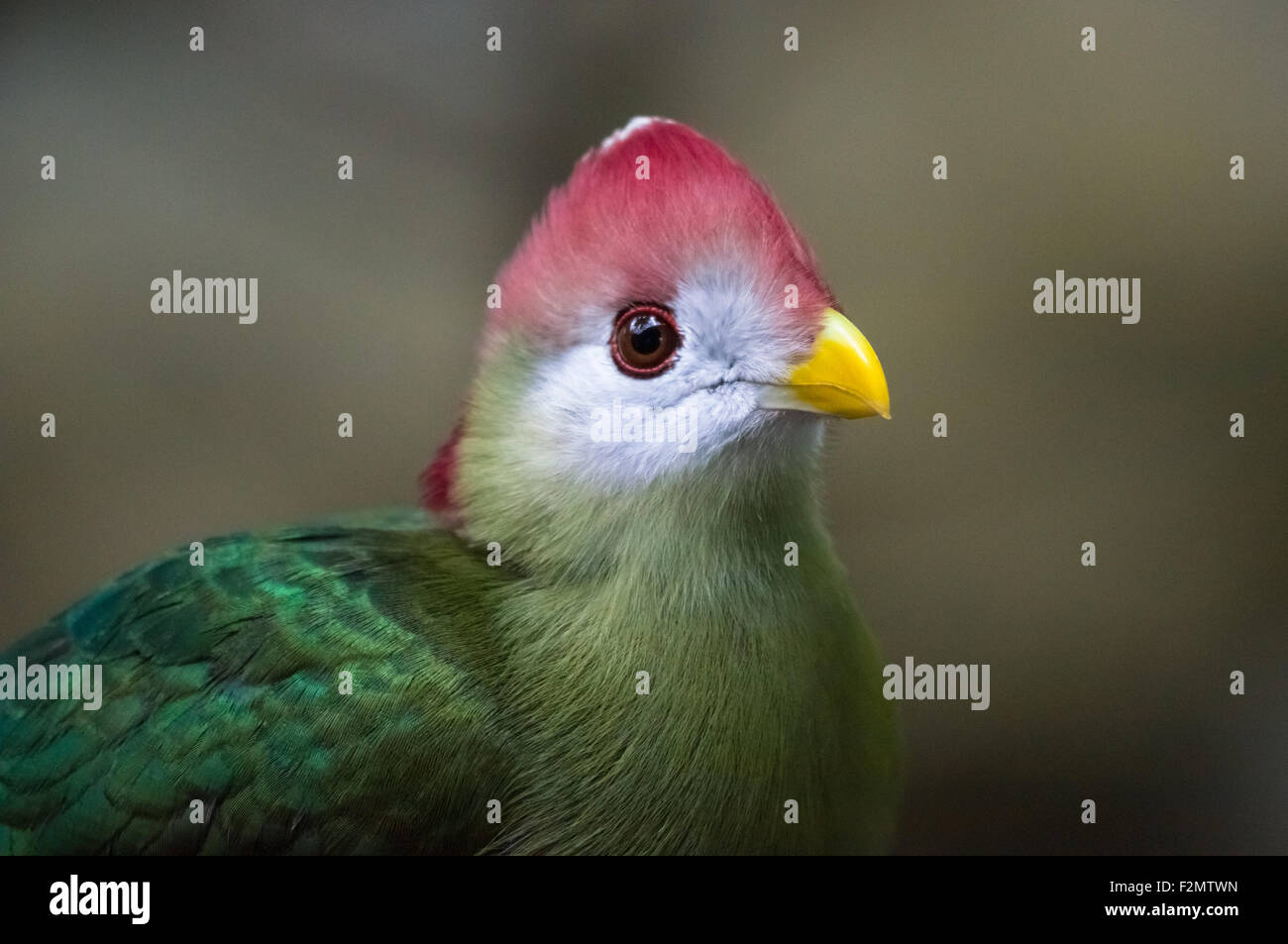 Le Turaco à crête rouge, Tauraco erythrolophus Banque D'Images
