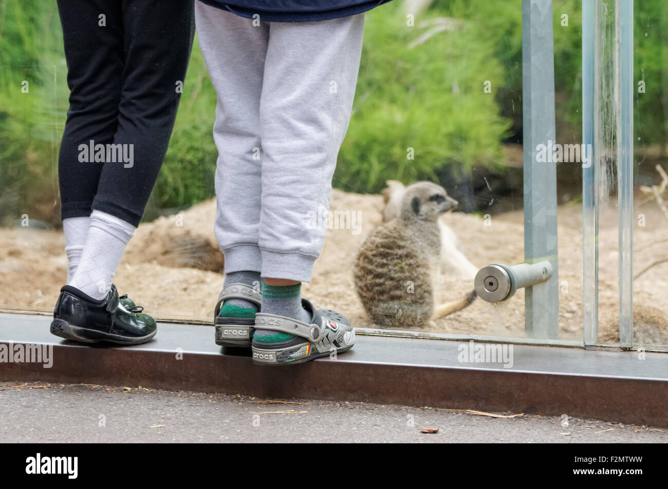 Les suricates au ZSL Zoo de Londres, Londres Angleterre Royaume-Uni UK Banque D'Images