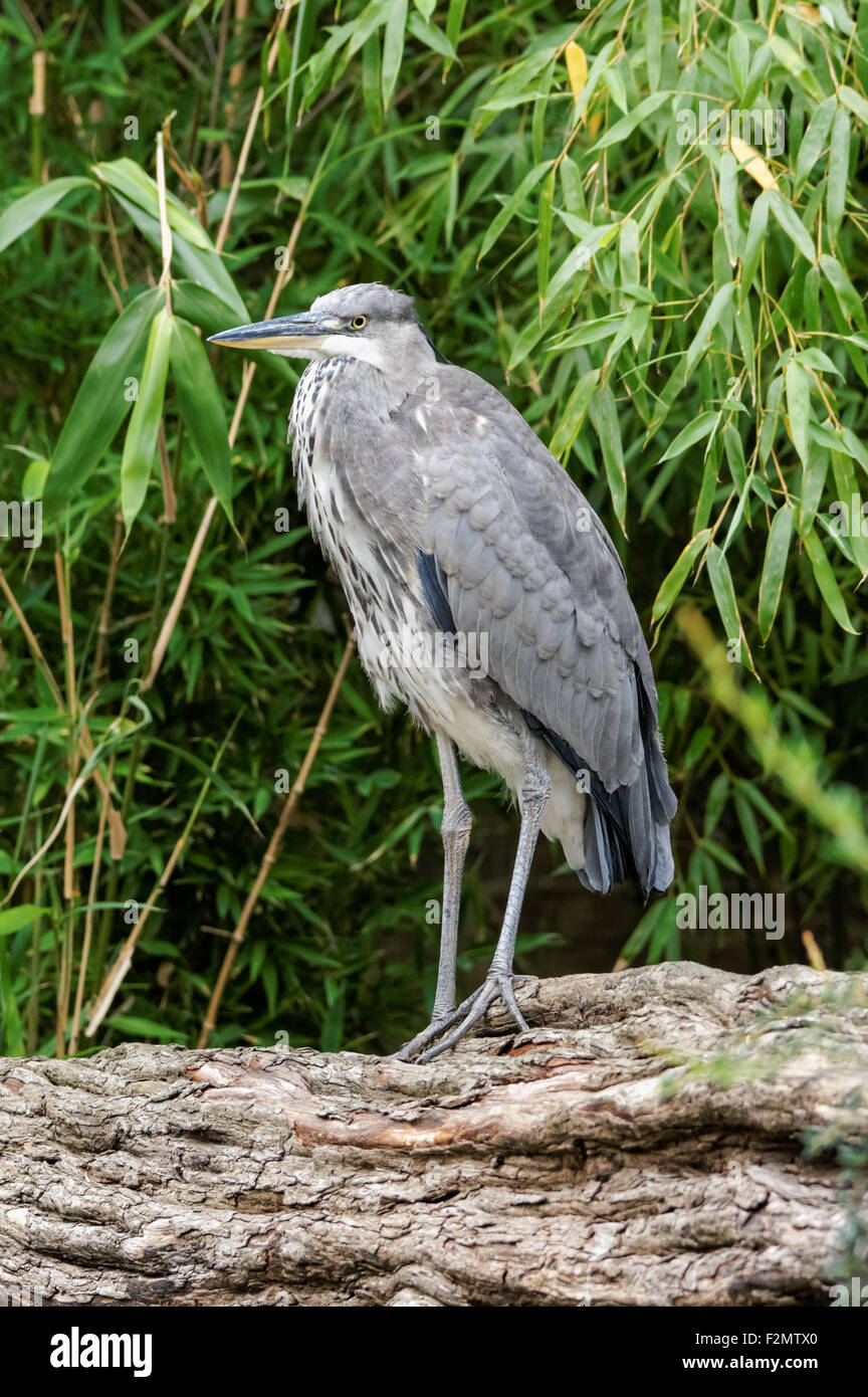 Héron gris (Ardea cinerea) en roseaux Banque D'Images