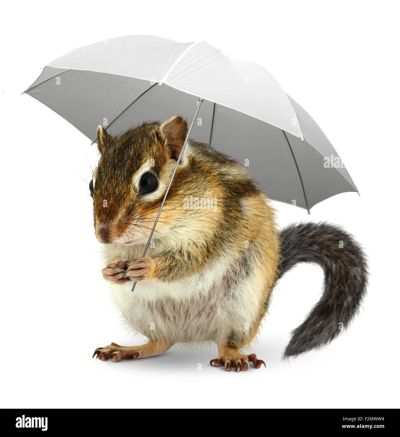 En vertu de l'écureuil drôle sur parapluie blanc, concept créatif météo on white Banque D'Images