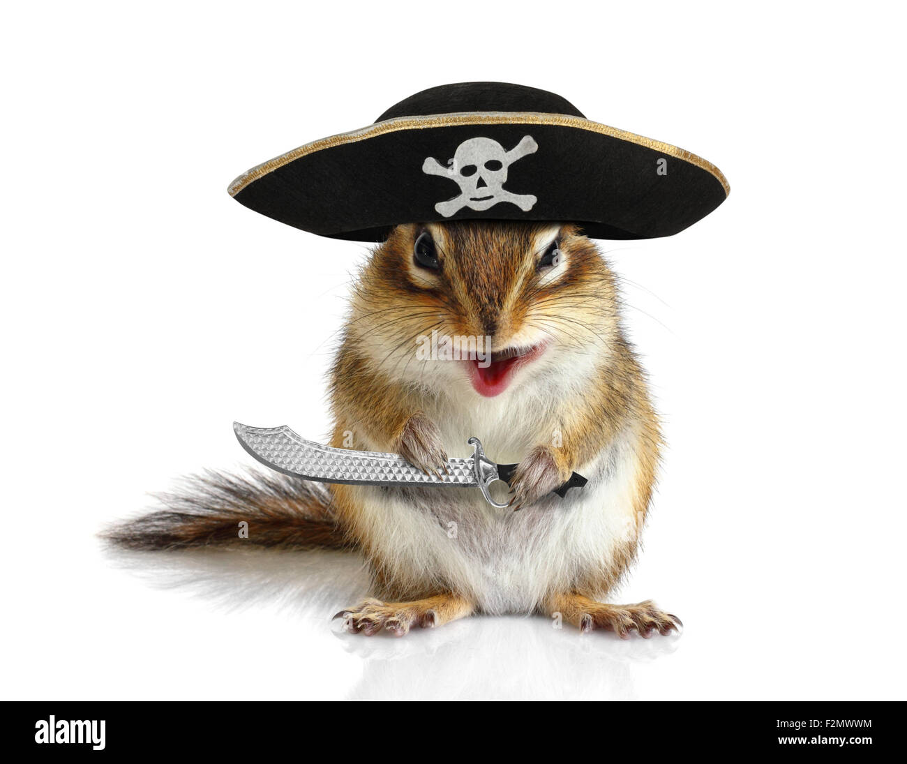 Animal drôle, écureuil pirate avec chapeau et sabre on white Banque D'Images
