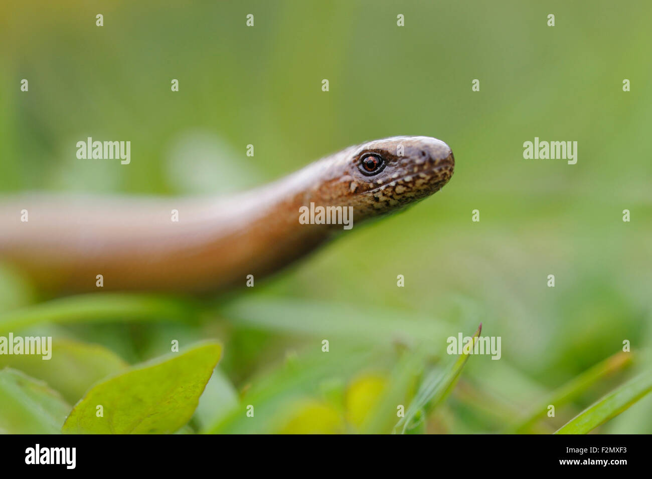 Ver lent / Blindschleiche ( Anguis fragilis ) par de l'herbe rampante portant sa tête. Banque D'Images