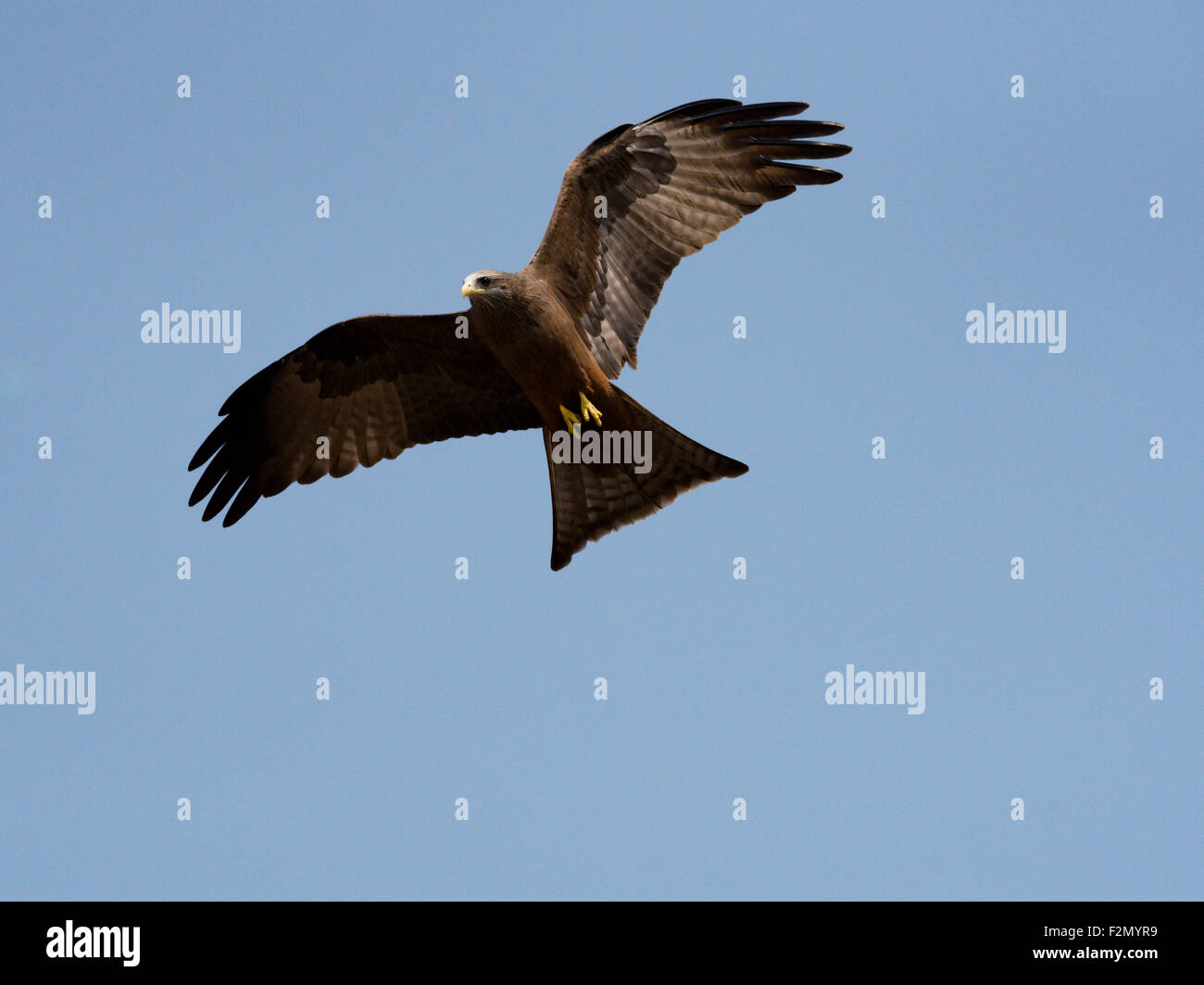 Les oiseaux de proie, bec jaune cerf-volant. Cerf-volant, de l'Afrique Banque D'Images