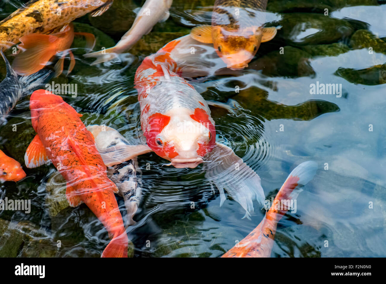 Carpes Koi de poissons dans un étang Banque D'Images