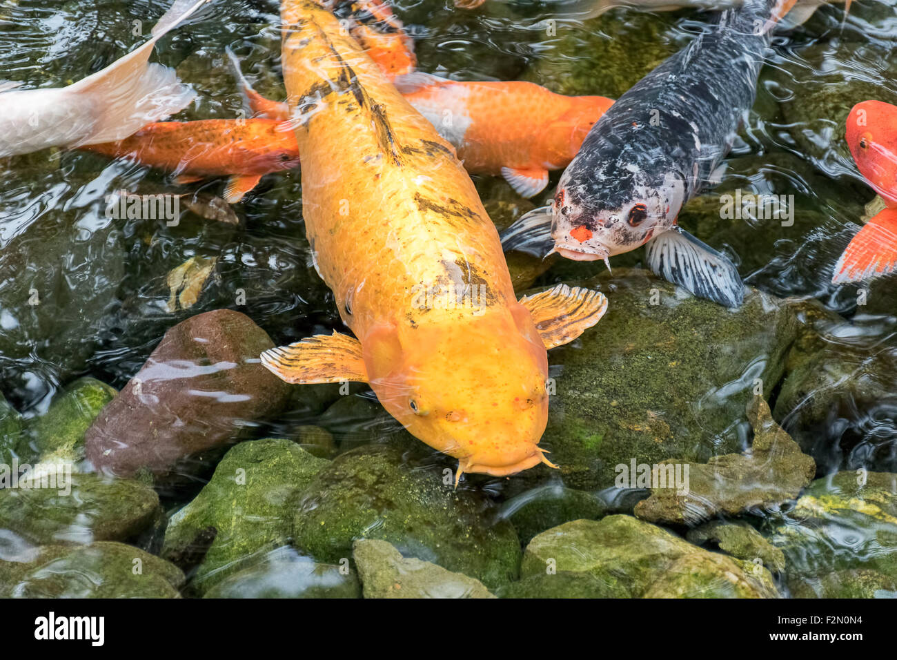 Carpes Koi de poissons dans un étang Banque D'Images