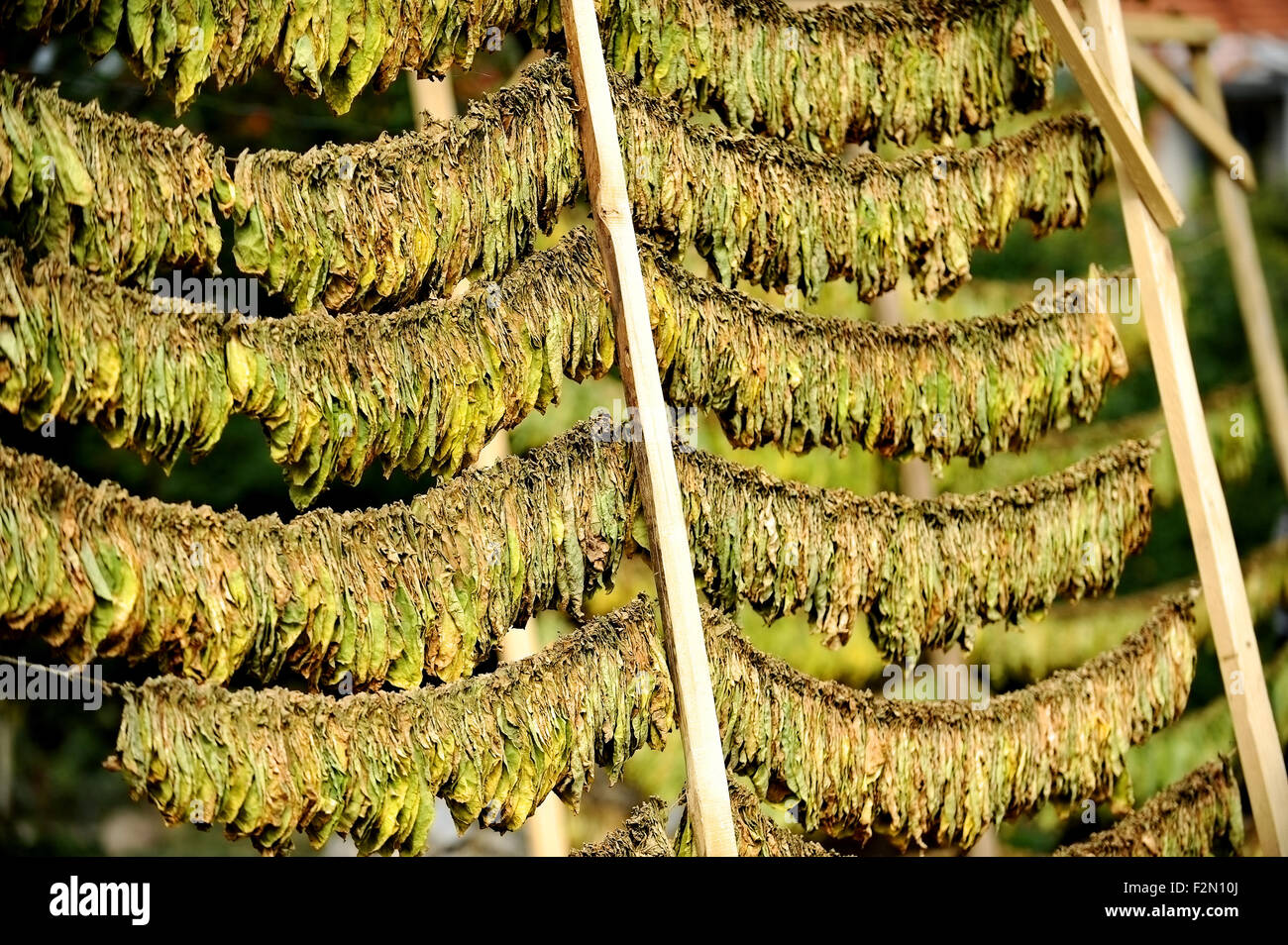 Feuilles de tabac séchées par la méthode classique dans le soleil Banque D'Images