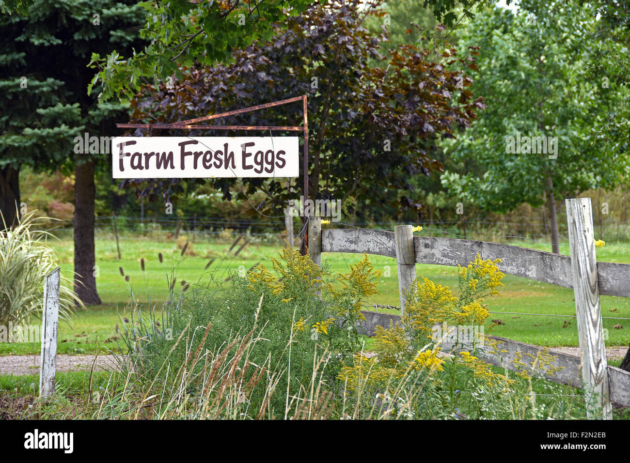 Oeufs frais de la ferme signe sur rusty poster avec clôture en bois patiné. Banque D'Images