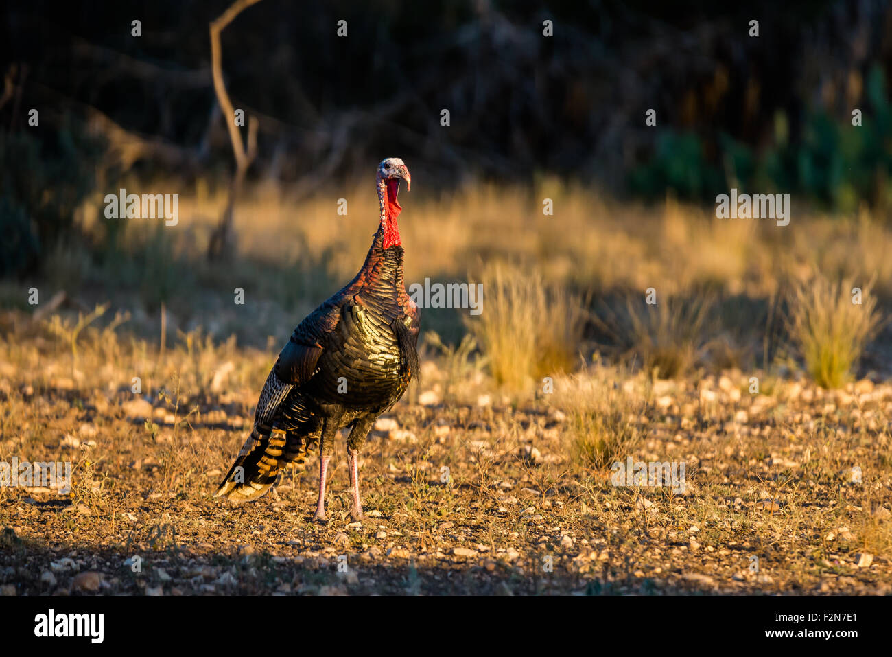 Wild South Texas Rio Grande Turquie en alerte à la recherche dans la distance Banque D'Images