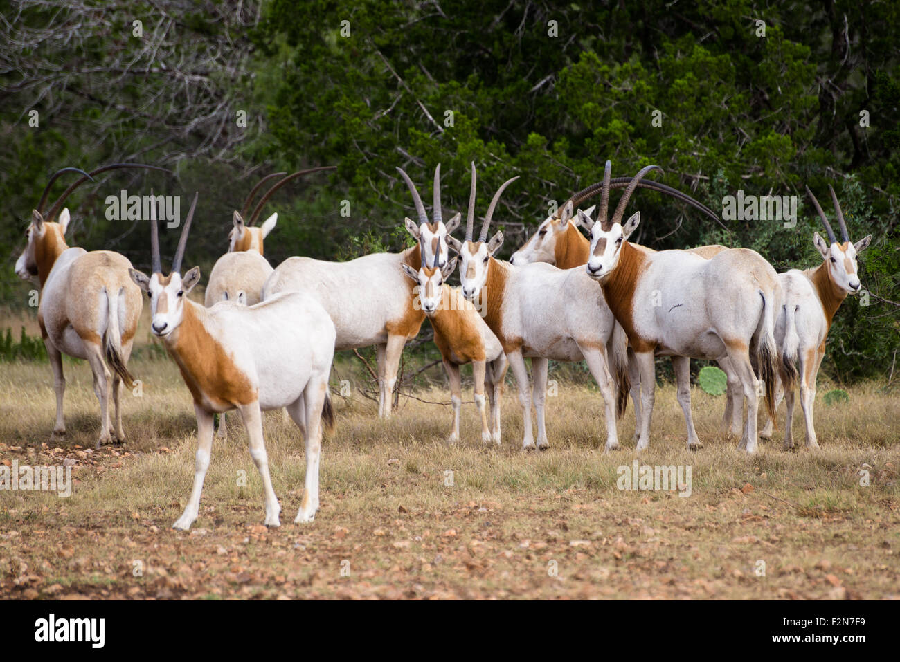 Cimeterre horned oryx sauvages troupeau. Ces animaux ont disparu dans leur pays de l'Afrique. Banque D'Images