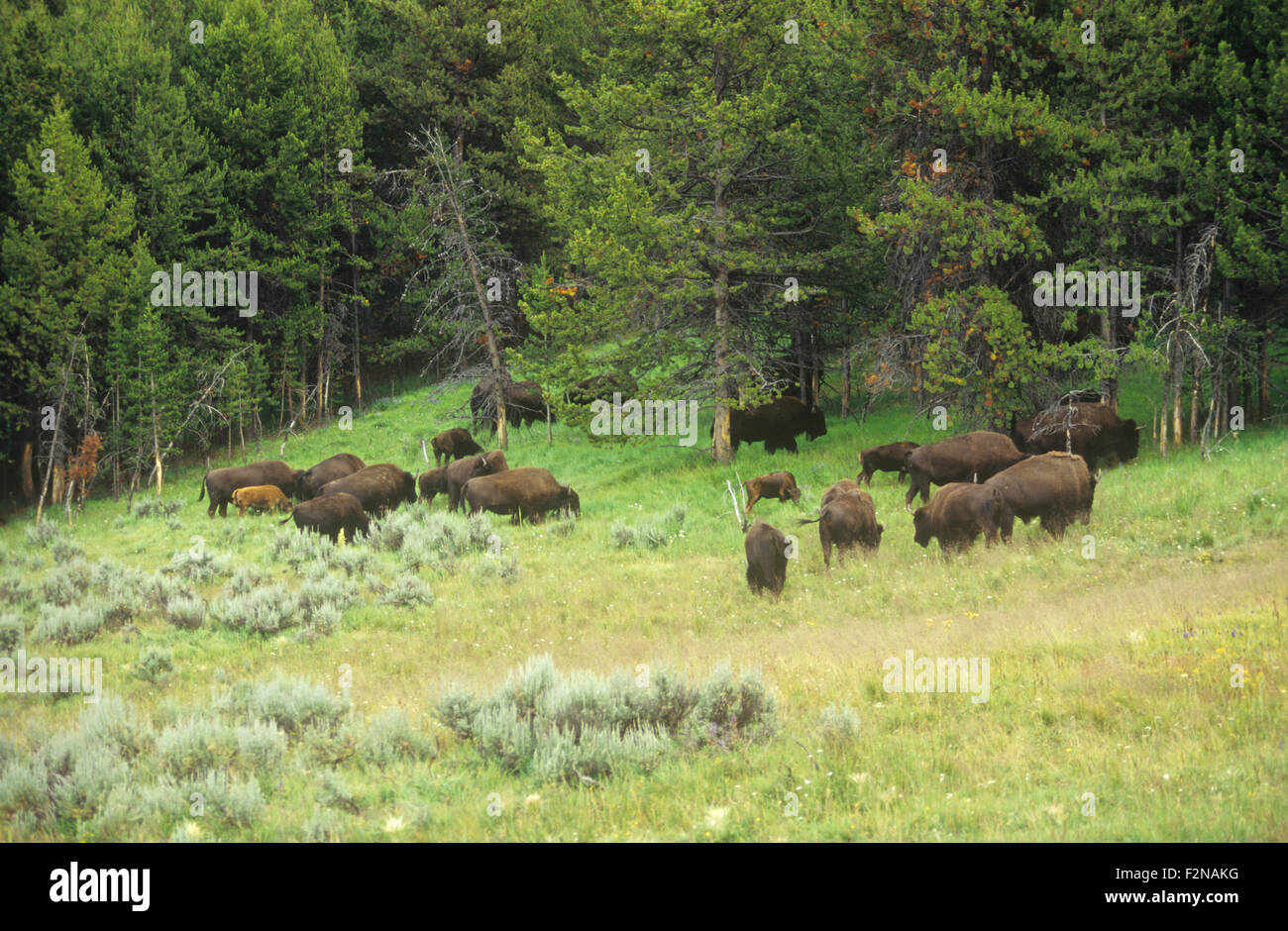 Bison (Bison d'Amérique) troupeau, Hayden Valley, le Parc National de Yellowstone, Wyoming, USA. Banque D'Images